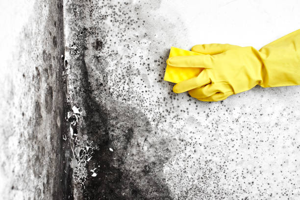 Professional Mold Removal in Mayo, MD