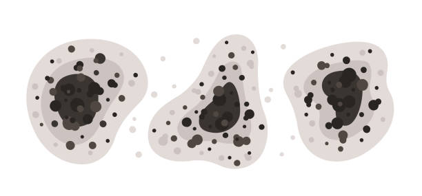 Mold Documentation for Insurance Claims in Mayo, MD
