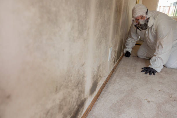 Best Comprehensive Air Testing for Mold Contaminants  in Mayo, MD